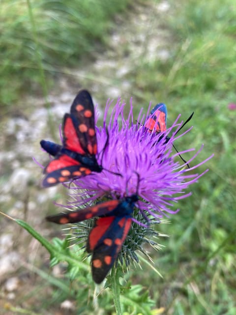 Ehrwald: Hiking Tour into breath taking Nature - Should you book the Ehrwald hiking tour?