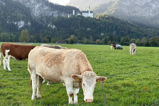 Neuschwanstein Castle & more - Private Tour from Munich - Ettal Abbey: Benedictine Calm Near Oberammergau