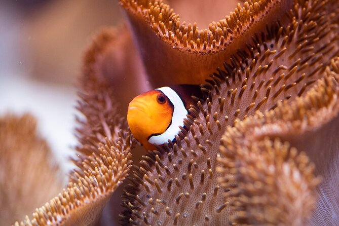 SEA LIFE Munich Admission Ticket - How Long It Takes, and Why Your Timing Can Feel Tricky