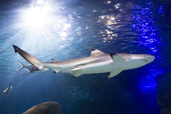 SEA LIFE Munich Admission Ticket - Logistics in Munich: Meeting Point, Mobile Tickets, and Crowds